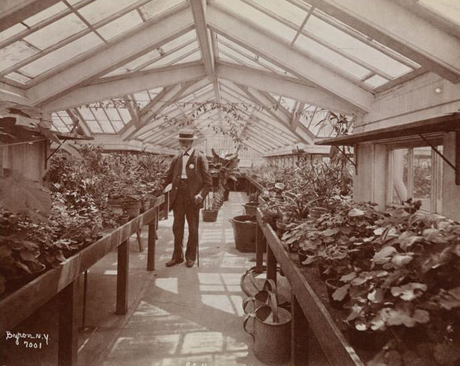 A Man Inside The Conservatory At Sailor'S Snug Harbor, A Facility And Home For Retired Sailors On Staten Island, 1899