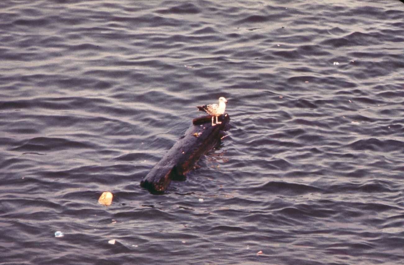 Gull Floats On Driftwood In New York Harbor--Seen From The Staten Island Ferry, 1970S