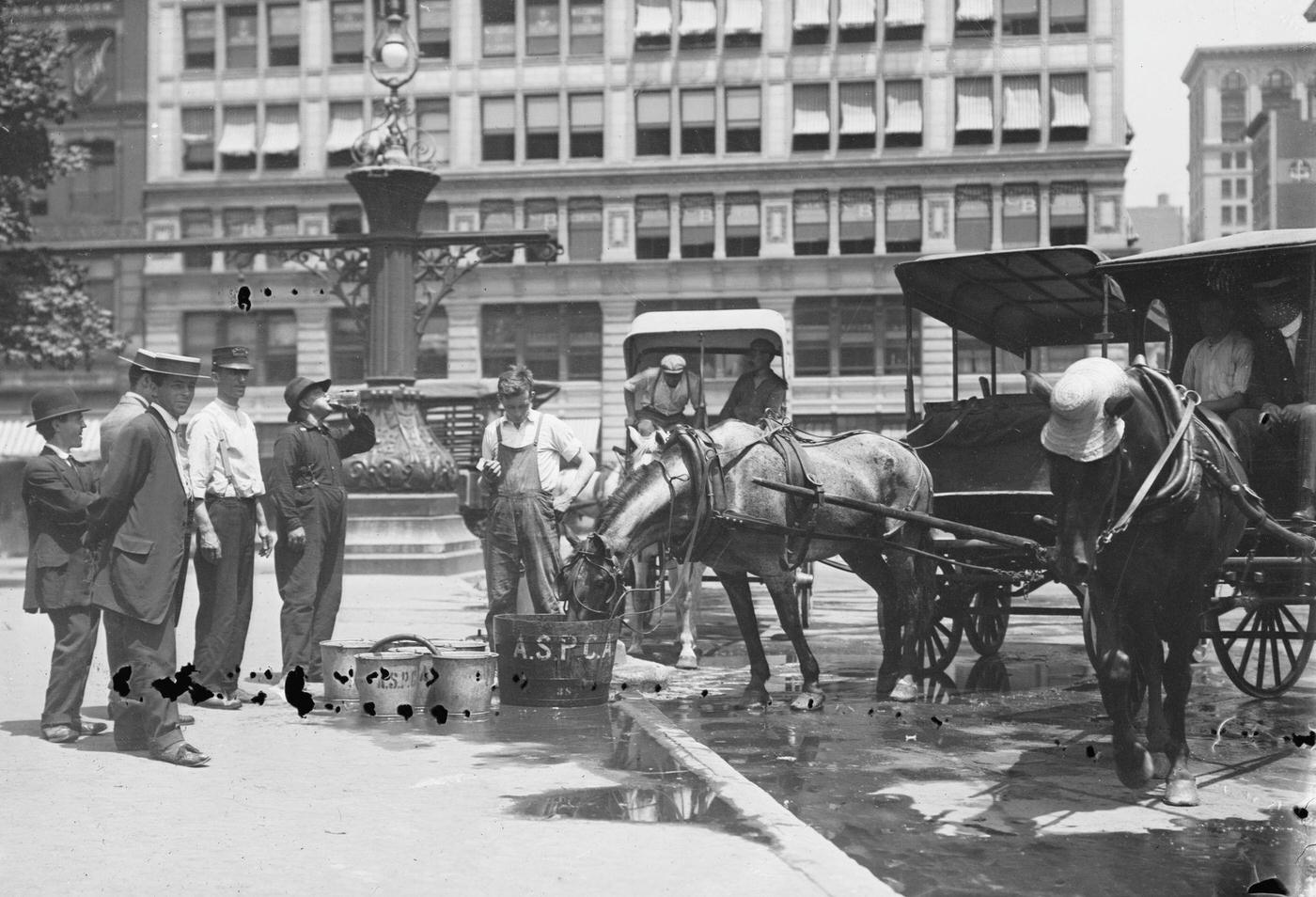 Manhattan ASPCA Provides Water for Horses, New York City, circa 1900