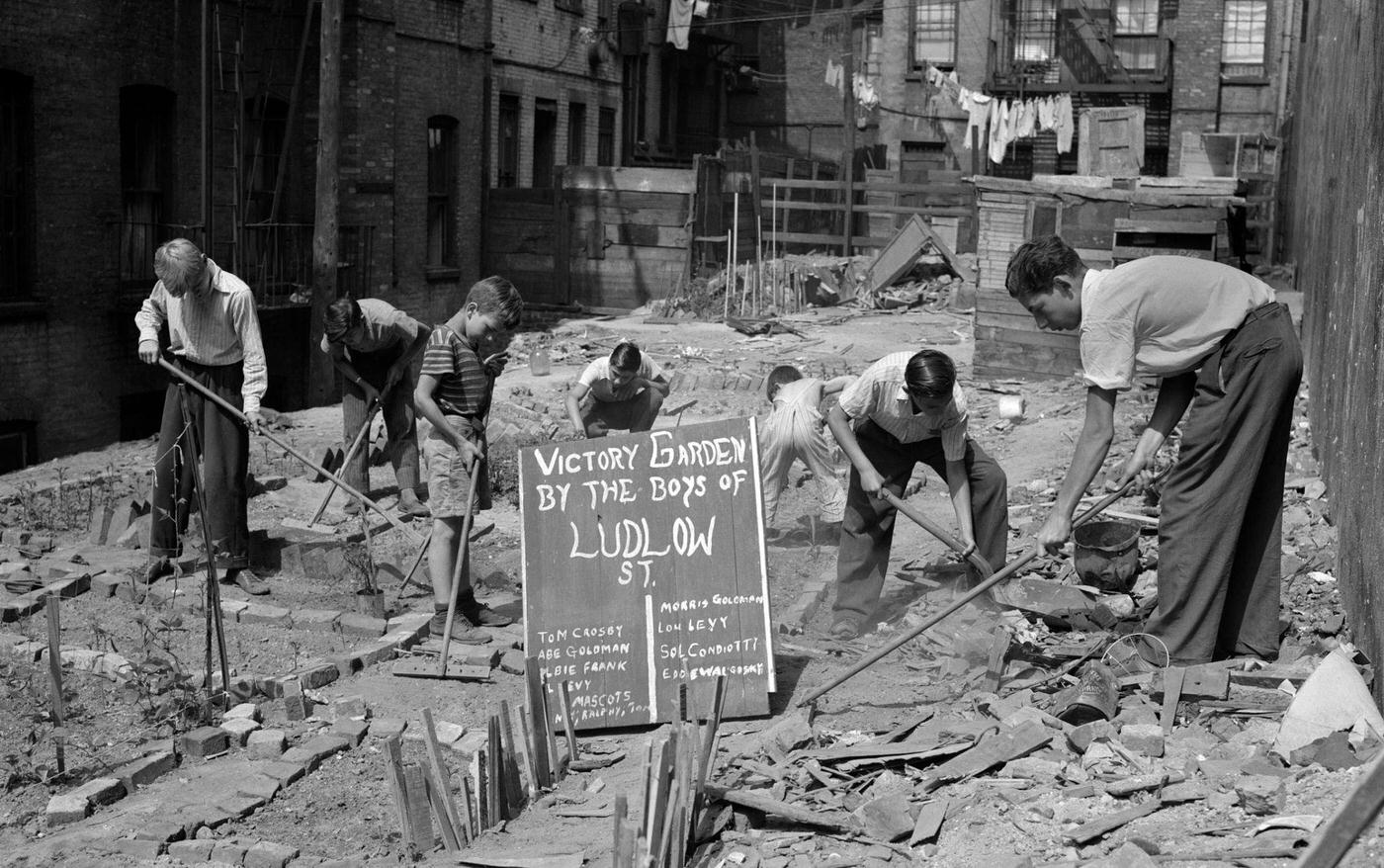Boys Working In Wartime Victory Garden, Ludlow Street, Lower East Side, Manhattan, 1940S