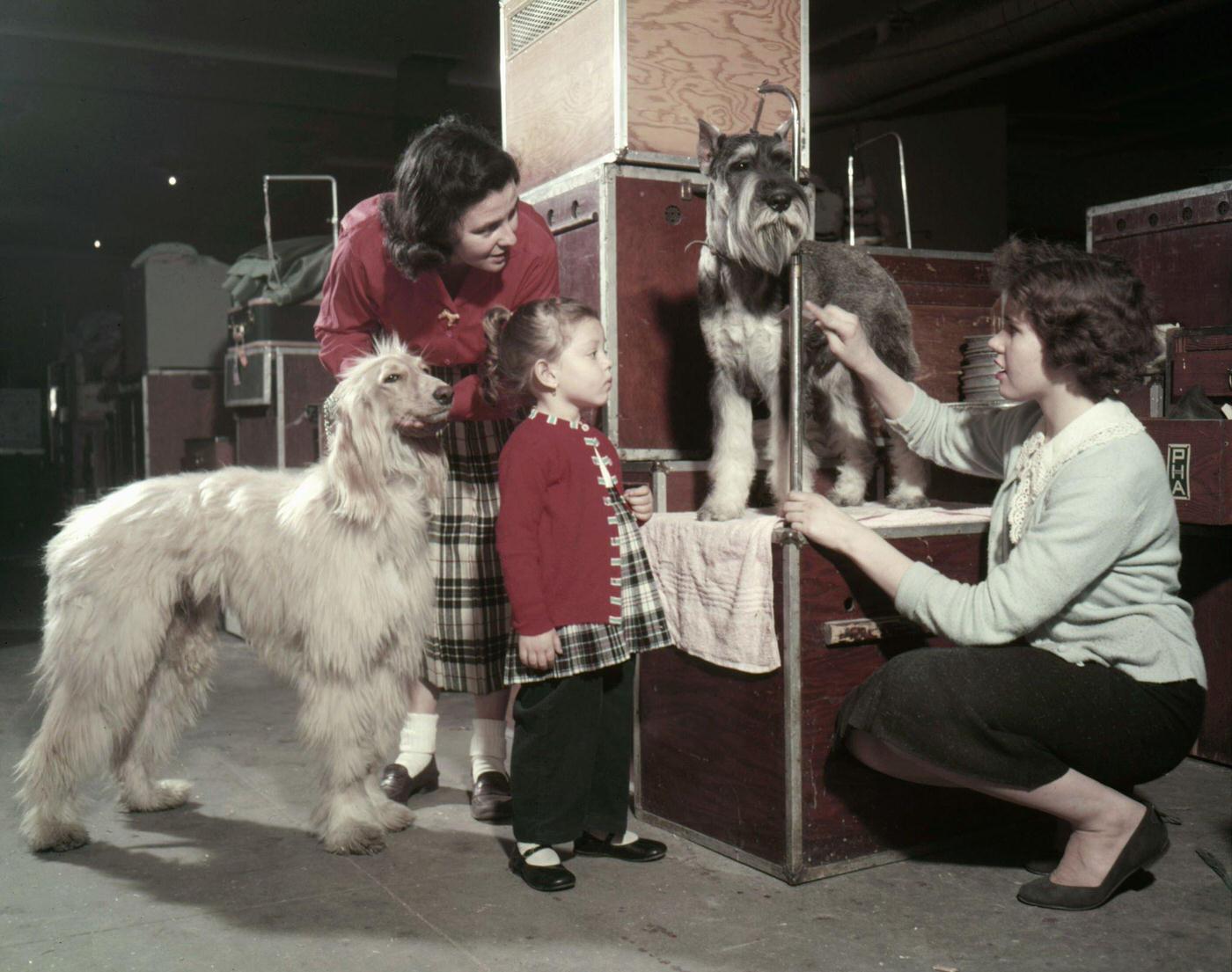 Owners Groom Their Dogs At Westminster Kennel Club Dog Show, Madison Square Garden, Manhattan, 1957.