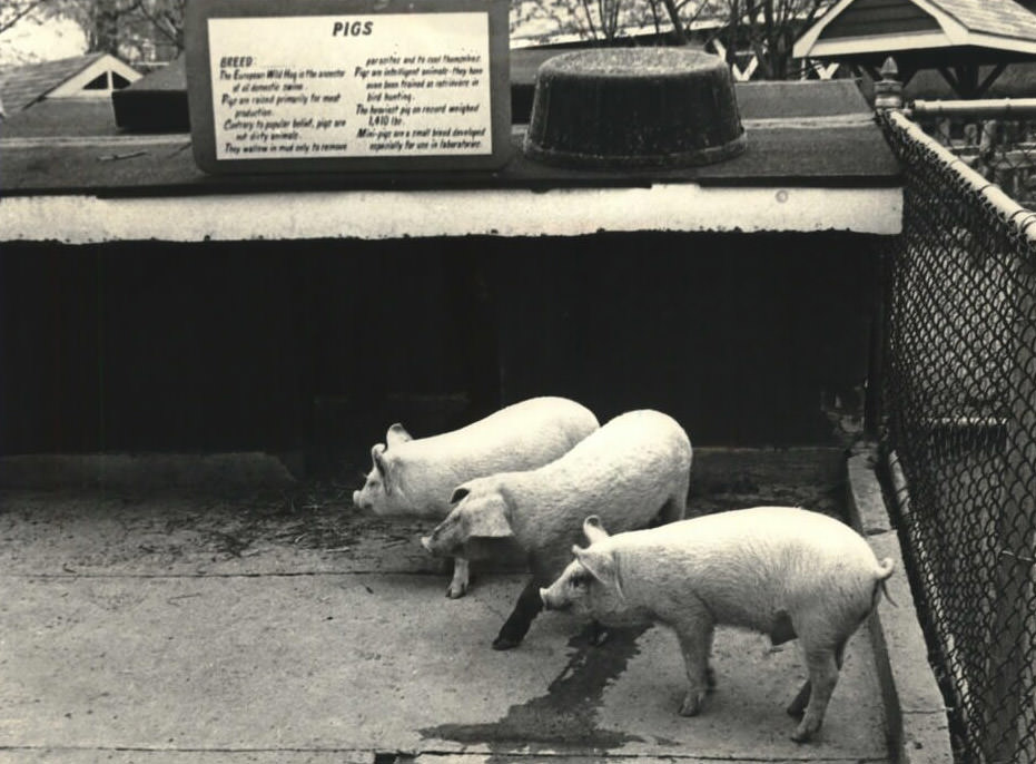 Three European Wild Hogs Were Newcomers To The Children'S Zoo, April 1978.
