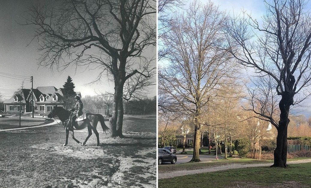 Happy Arbor Day! In 1991, A Parks Enforcement Police Officer Patrolled Clove Lakes Park Near Royal Oak Road On Horseback. Today, In 2022, There Are More Trees Surrounding What Looks Like The Same Older Tree, Which Is Still Standing.