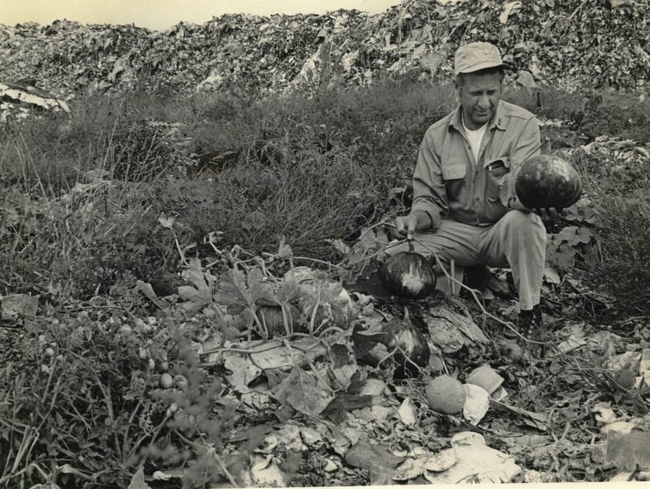 A Wild Garden At Fresh Kills Landfill Produced Fruits And Vegetables, Circa 1970.