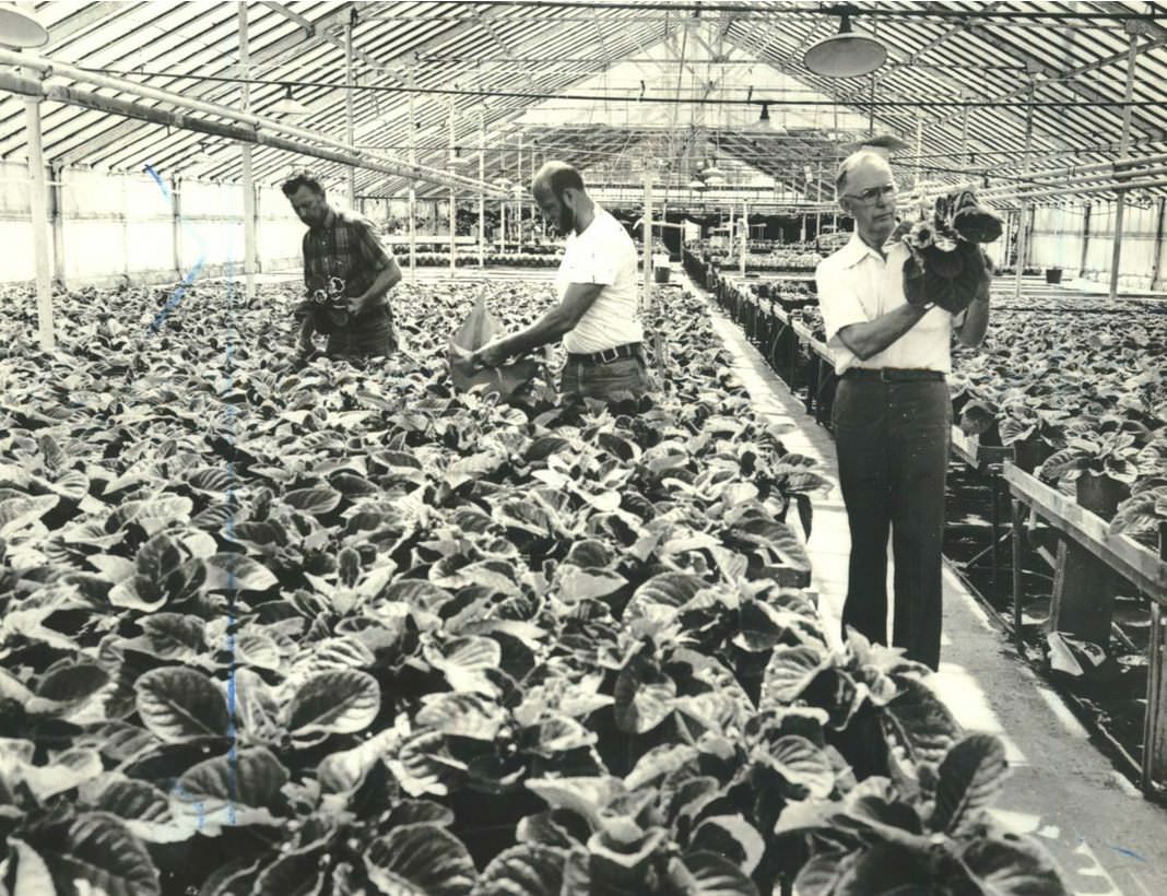 Three Mohlenhoff Family Members Worked In A Greenhouse At Their Wholesale Plant And Florist Business, 1985.