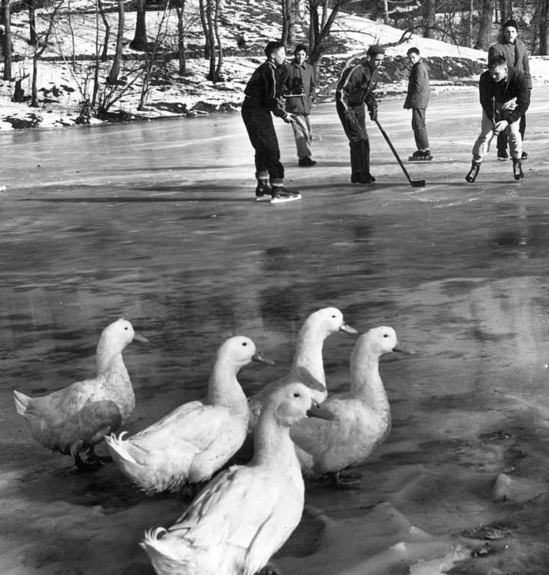 Ducks Cross Frozen Jack’s Pond As Young Hockey Players Play, 1960.