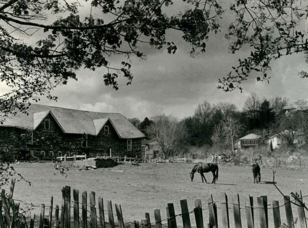 Clove Lake Stables, Staten Islanders Enjoyed Seeing The Barn And Grazing Horses, 1986.