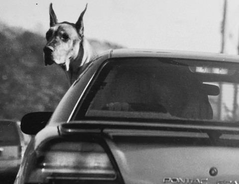 Great Dane Unhappy To Be Stuck In Traffic In Sunnyside, 1997