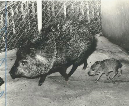 Remember, Everyone'S Got A Mom: Collared Peccaries At The Staten Island Zoo In West Brighton, 1983.