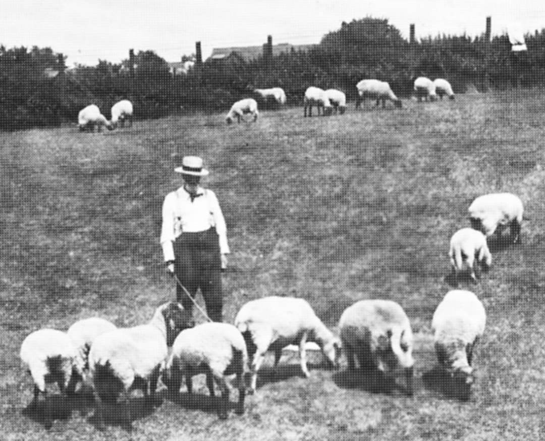 A Sailor Tending Sheep In Sailors Snug Harbor, Pigs And Cows Also Raised On The Retirement Home'S 160 Acres, 1909.