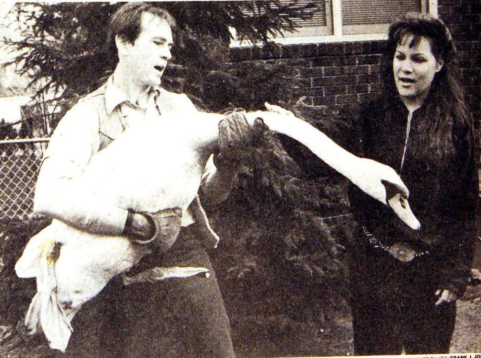 A Mute Swan Wandering On Little Clove Road Is Rescued By Resident Carol Daly, 1990.