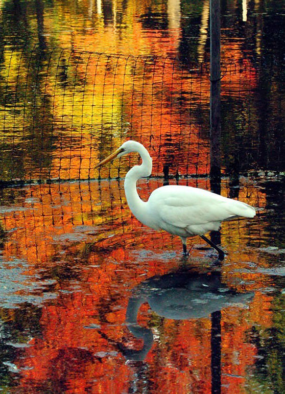 Autumn Colors At Snug Harbor, Livingston, With A Great Egret, 2006.