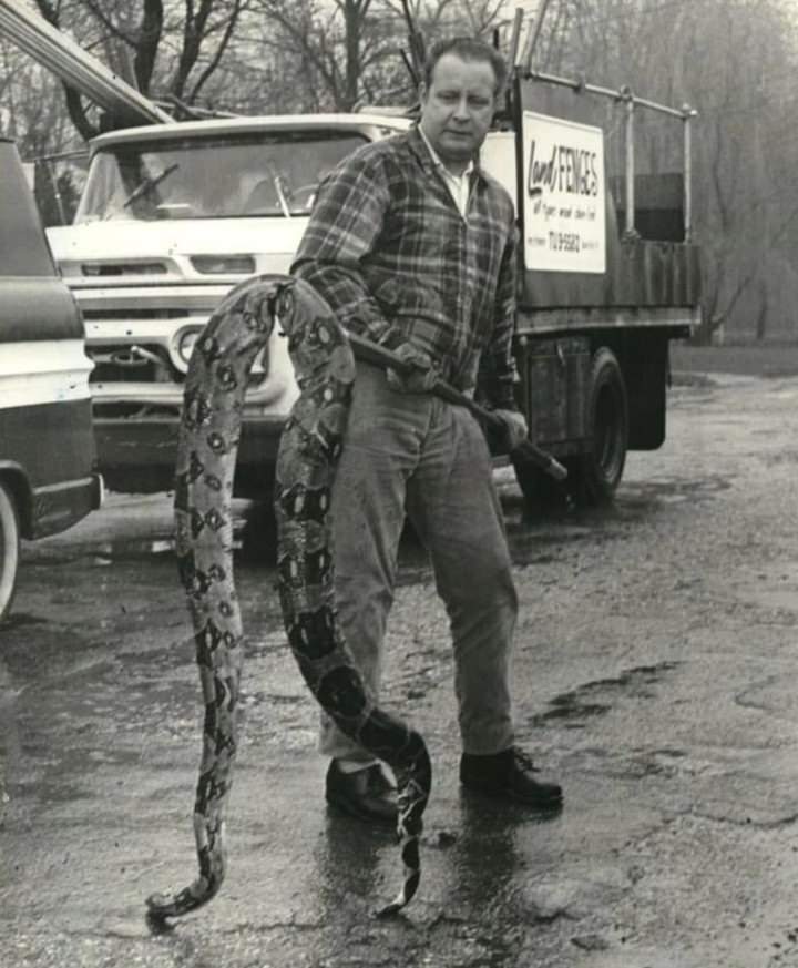 A Boa Constrictor Held On A Rod By Gene Reynolds Of Great Kills After Being Discovered Dead On Ridgewood Road, 1970.