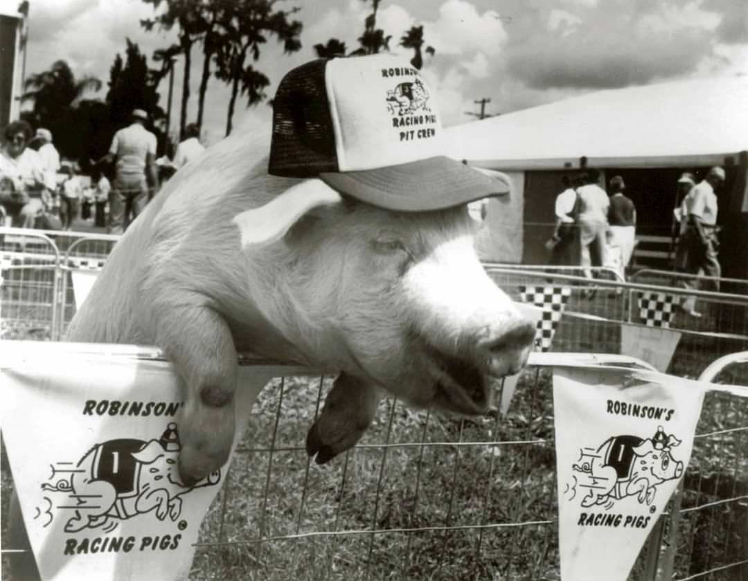 Robinson'S Racing Pigs At Richmond County Fair, 1993.