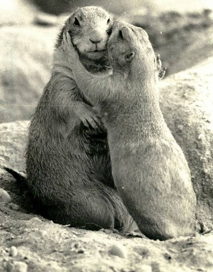 Mother And Prairie Dog Pup, Staten Island Zoo, 1983.