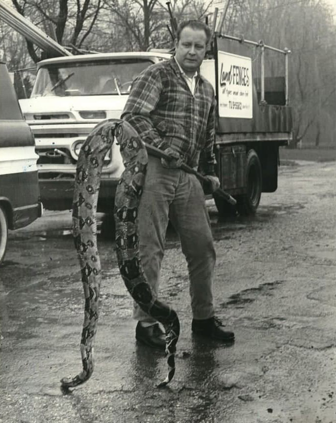 Discovery Of Dead Boa Constrictor By Gene Reynolds, Great Kills, Staten Island, 1970
