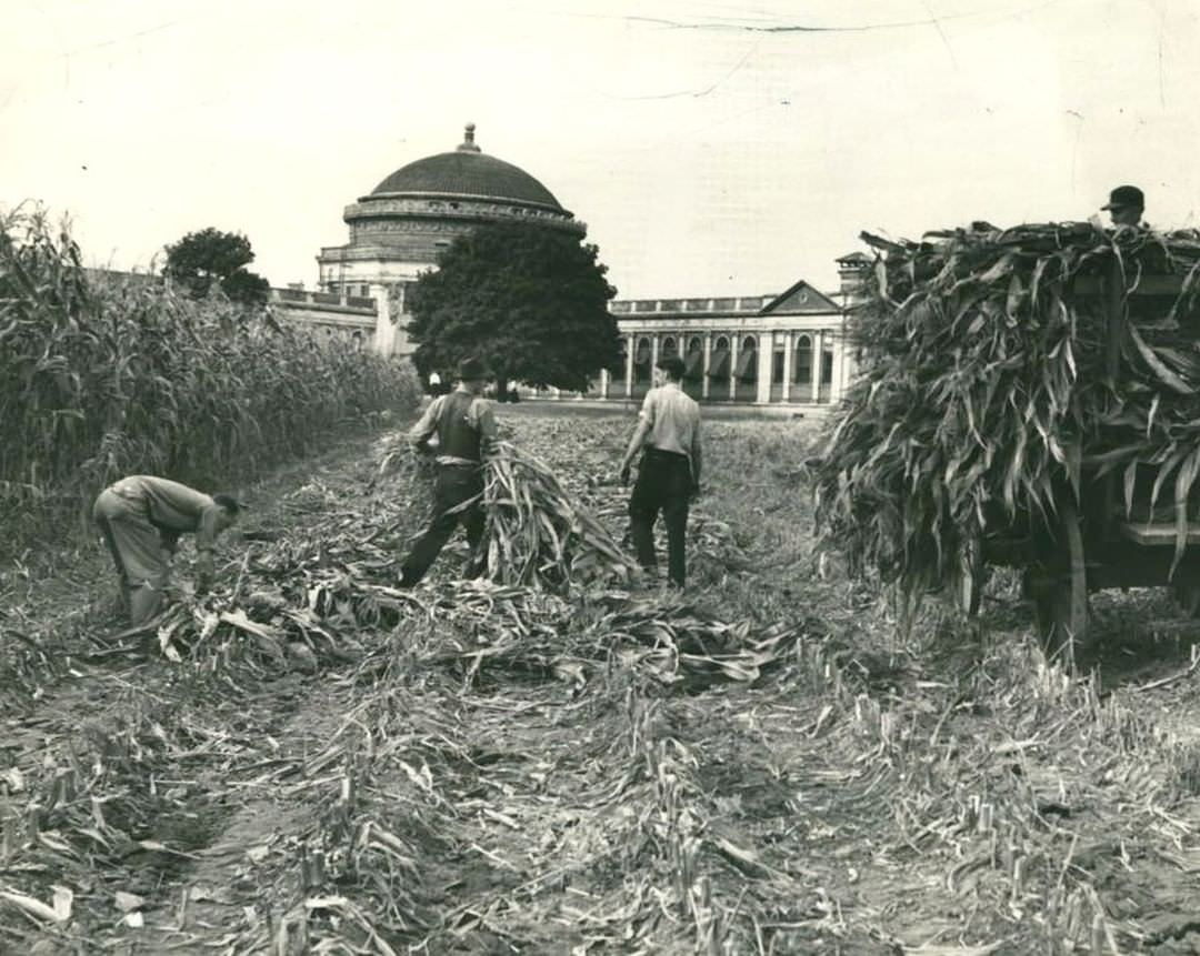 Sailors' Snug Harbor Workers Harvesting Corn For Silage, Circa 1940