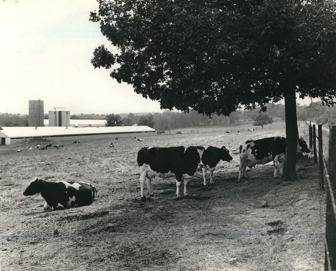 Cows Grazing In The Field At Weissglass Gold Seal Dairy Corporation Plant, Mariners Harbor, 1975.
