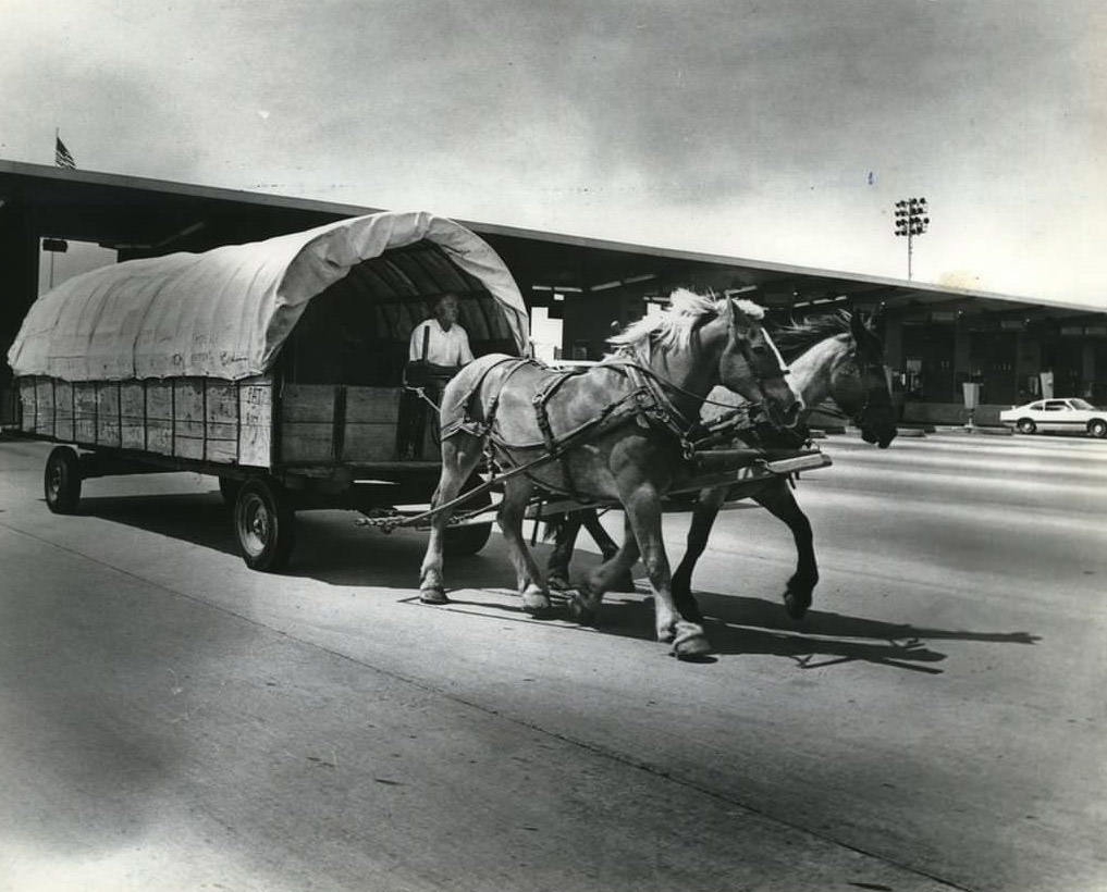 Wagonmaster Leon Gillis Charges Through The Verrazzano-Narrows Bridge Toll Gate, 1971.