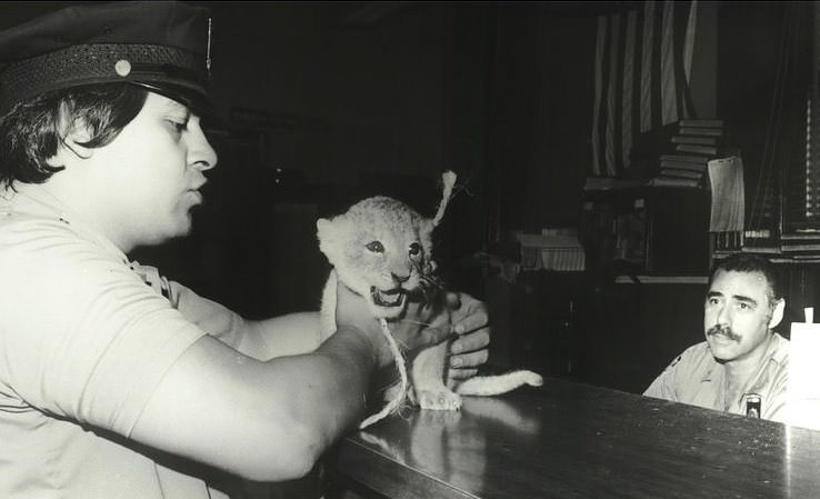 The 120 Pct. In St. George Became A Temporary Shelter For A Lion Cub Found By City Housing Police Officers, 1986.