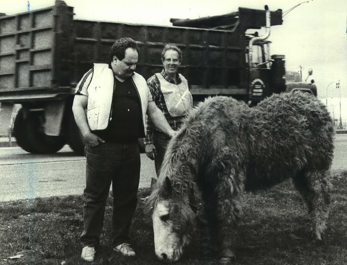 A Shaggy Horse Spotted Alongside The Staten Island Expressway, April 1989.
