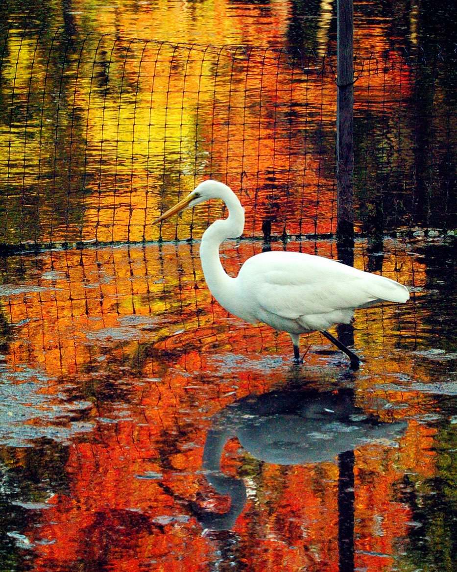 Autumn Colors Reflect On The Water Of The Snug Harbor Wetlands In Livingston, 2006.