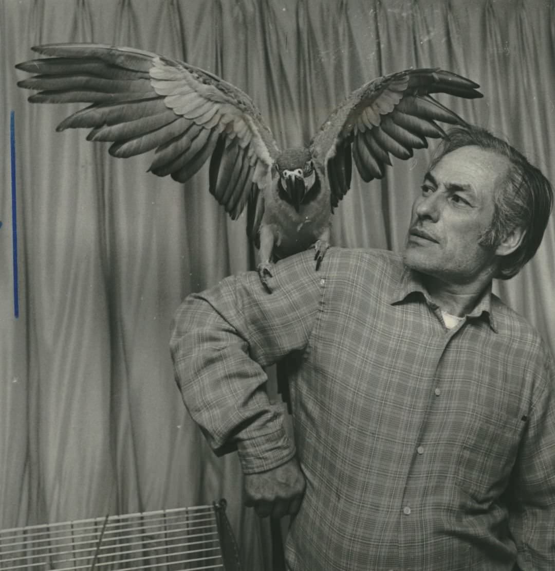 Arthur Klages Shows Off A Pet Macaw In His New Springville Home, 1987.