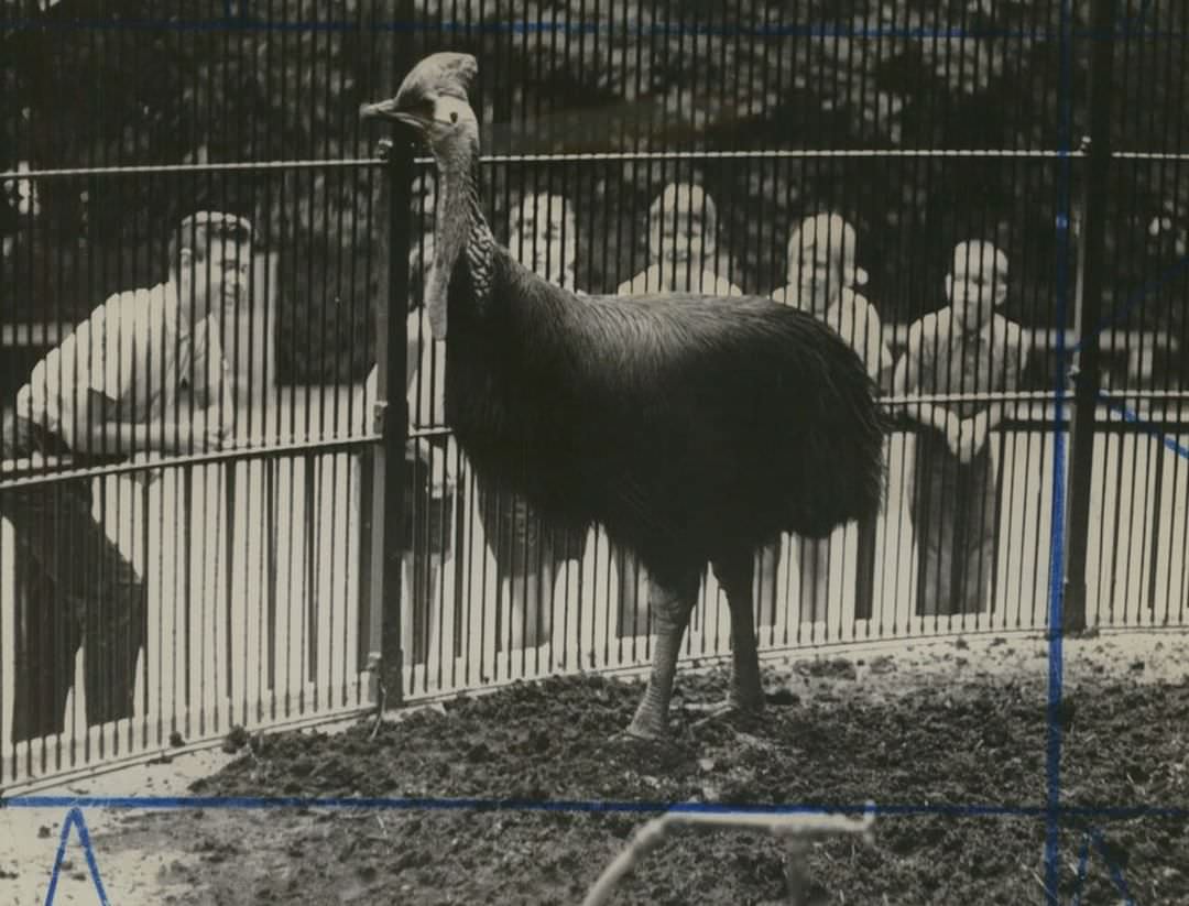 Visitors To The Staten Island Zoo Look At Cassius, A 128-Pound Cassowary, The Largest Bird Ever Exhibited There, A Relative Of The Ostrich, 1964.