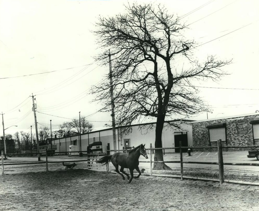 West Shore Stables In Bloomfield, One Of Staten Island'S Premier Horse-Riding And Training Facilities, Closed In 1994.