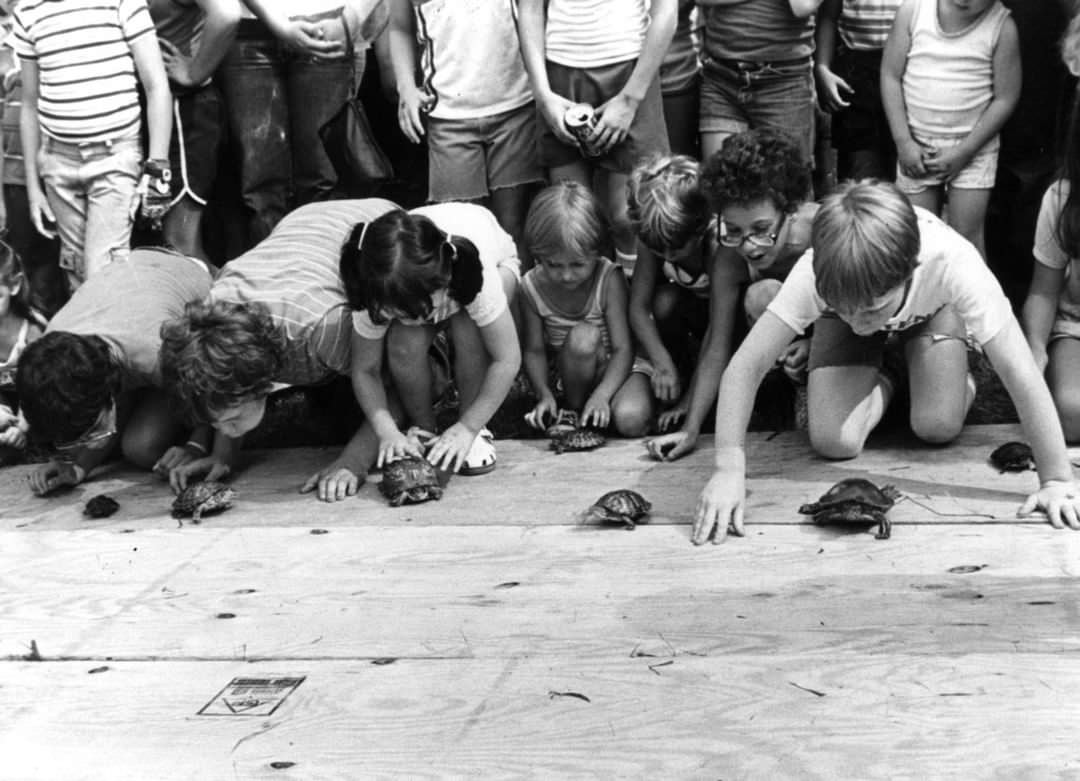 Turtle Race, Major Event At The Richmond County Fair, 1980.