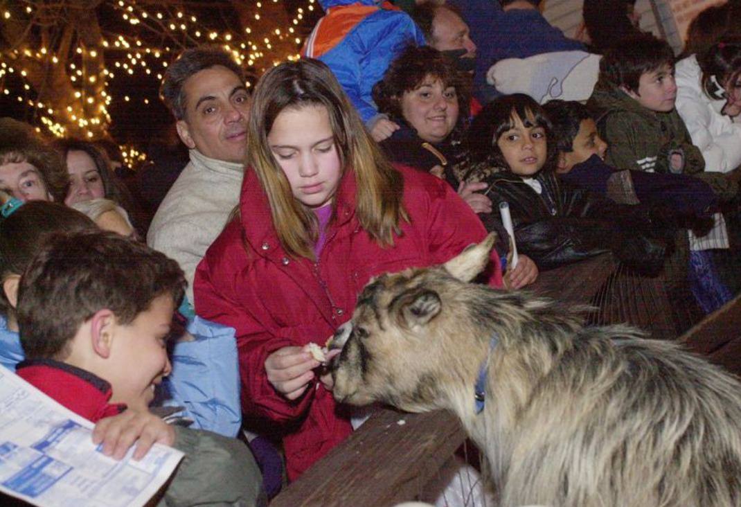 Rossville'S Alyssa Salem Feeds A Small Goat At Church Of St. Joseph-St. Thomas Christmas Stable, 2000.