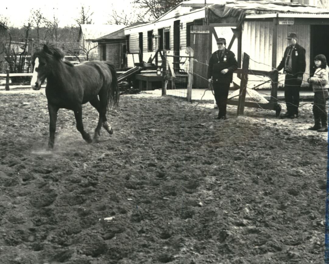 Horses On The Loose Led By Police Officers To Corral In Bloomfield, 1980.