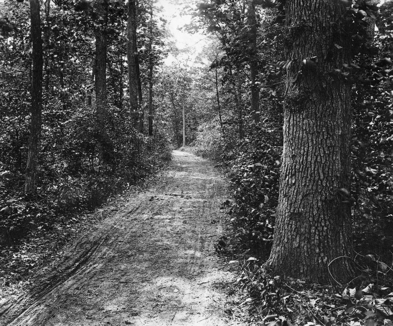 Wooded Path At Bergen Beach, Brooklyn, 1895