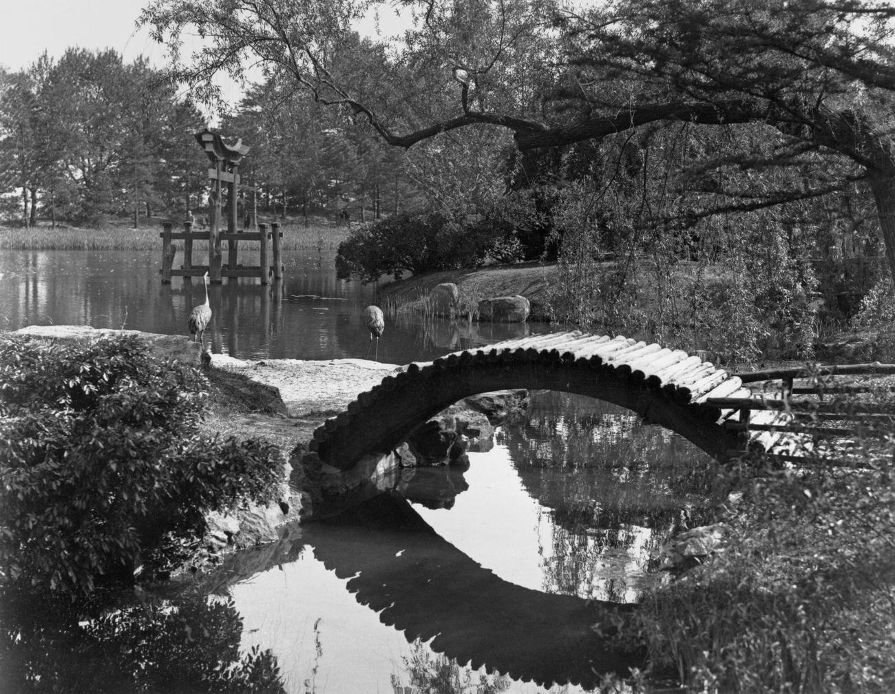 Drum Bridge In Brooklyn Botanic Garden, 1932