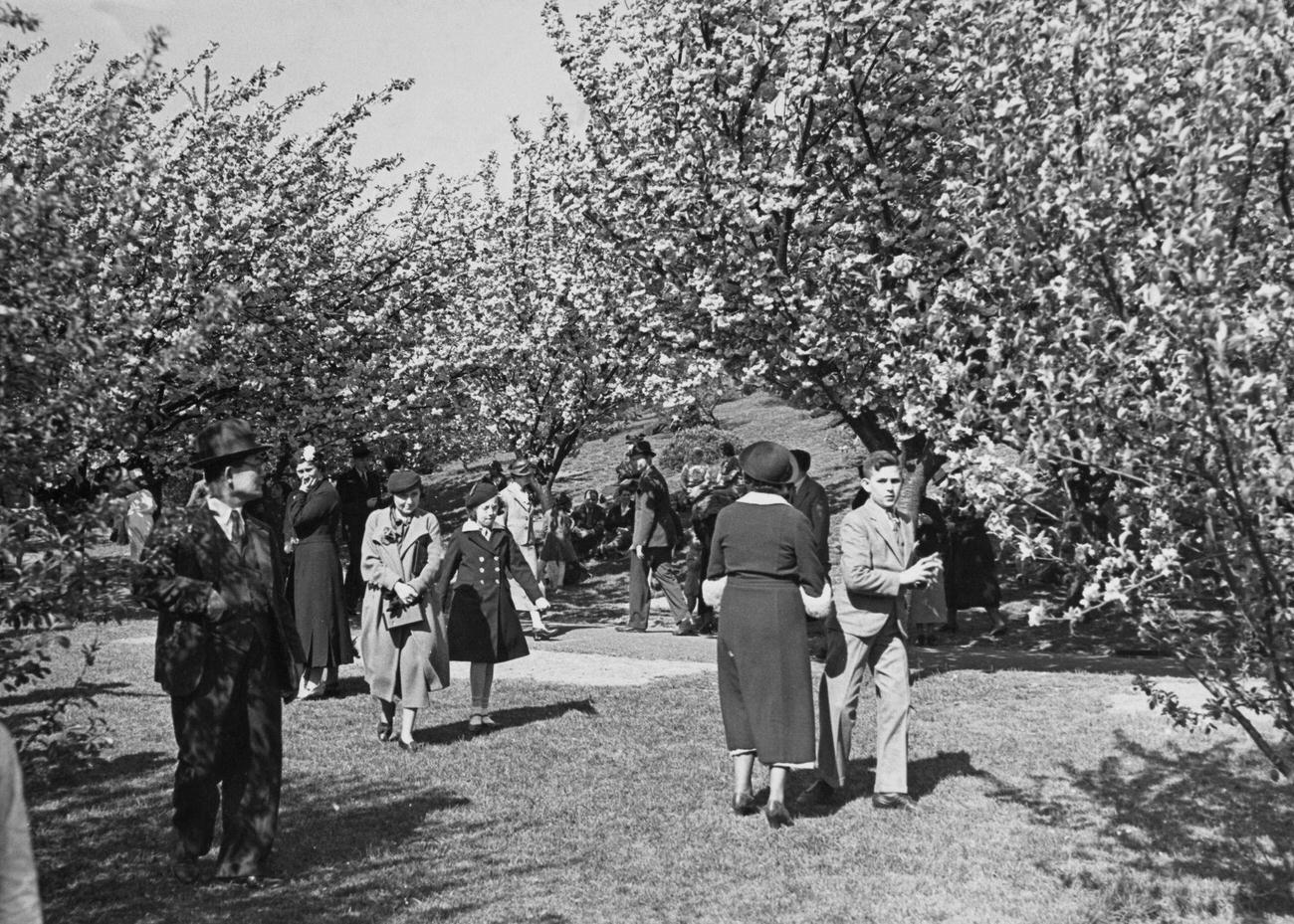 Cherry Blossom Trees In Brooklyn Botanic Garden, Circa 1935