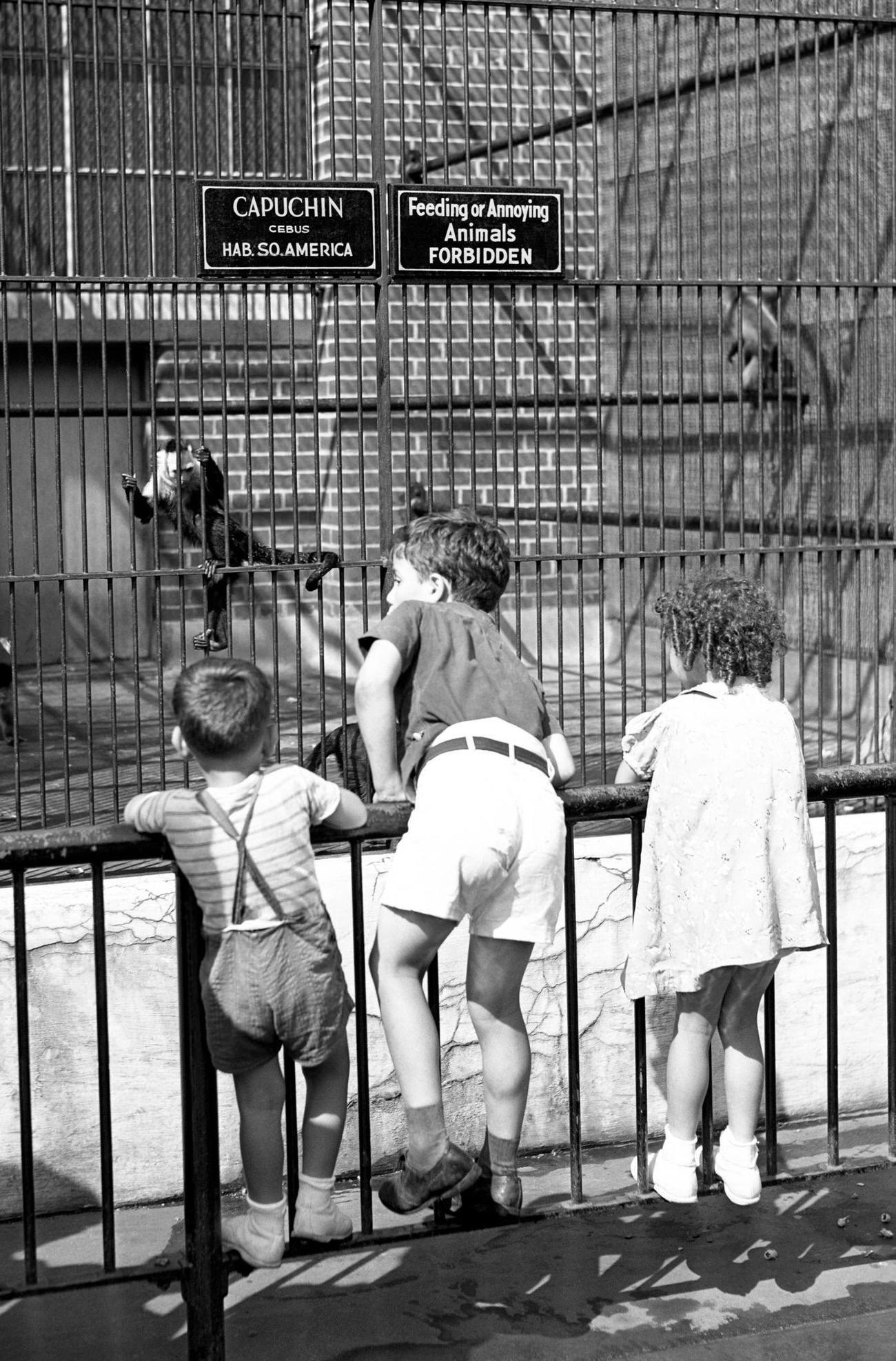 Children Observe Capuchin Monkeys At The Prospect Park Zoo, Brooklyn, Circa 1937.