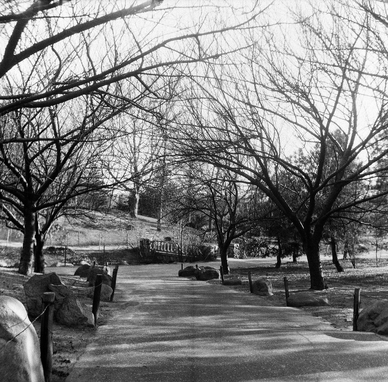 Pathway In The Brooklyn Botanic Garden, 1944