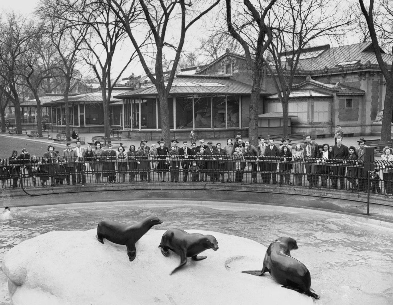 Crowd At Seal Enclosure At Brooklyn Zoo, 1946.