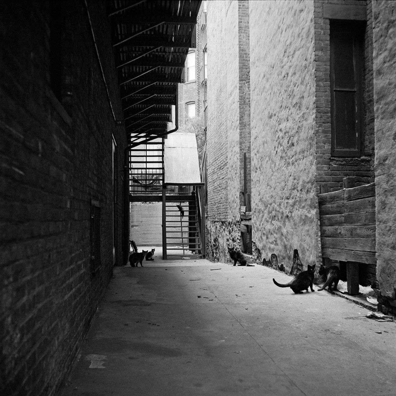 Cats In An Alleyway In Brooklyn Heights, 1958.