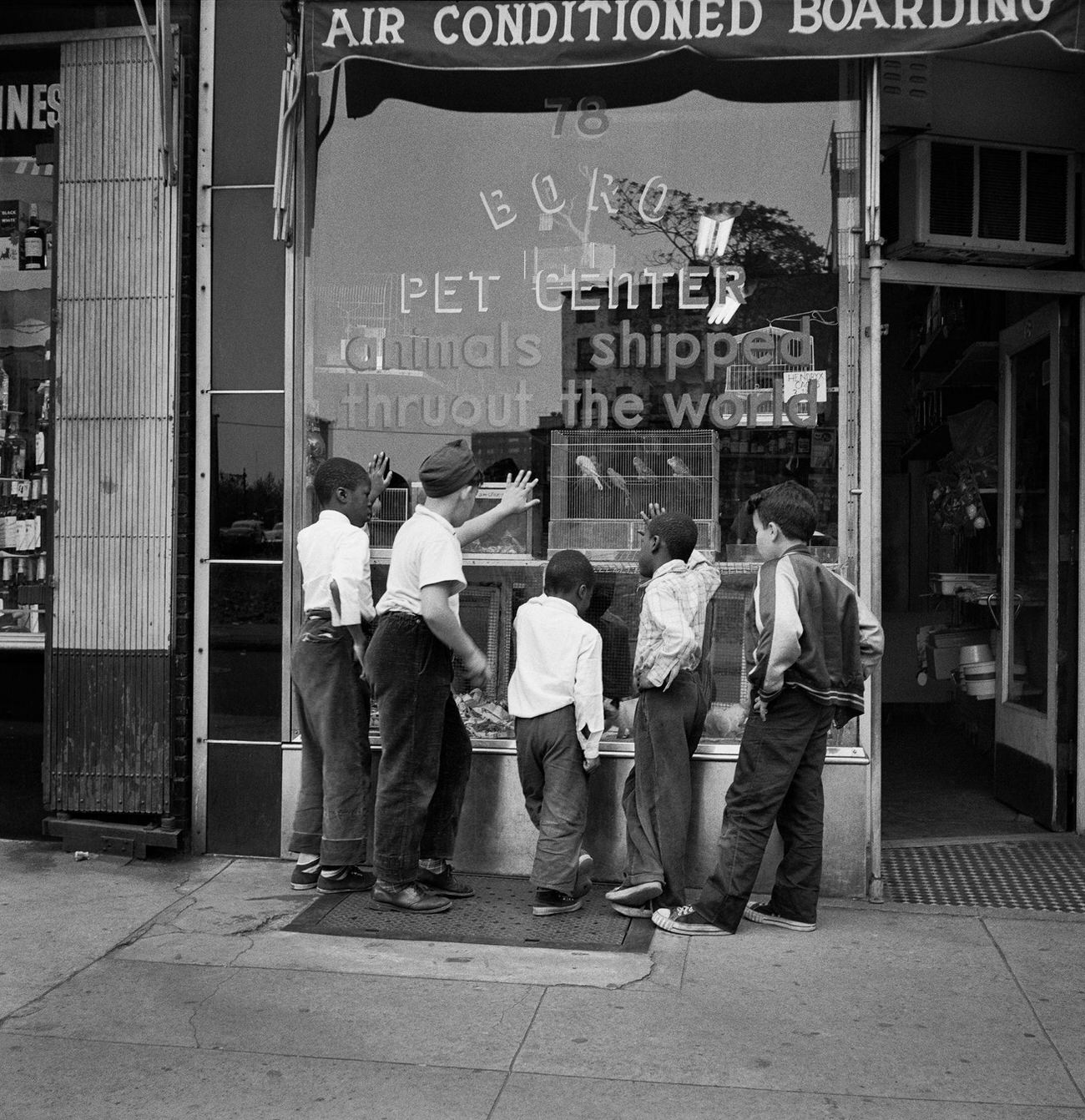 Boys Enjoy Animals In The Window Of Boro Pet Center At 78 Henry Street, Brooklyn Heights, 1958.