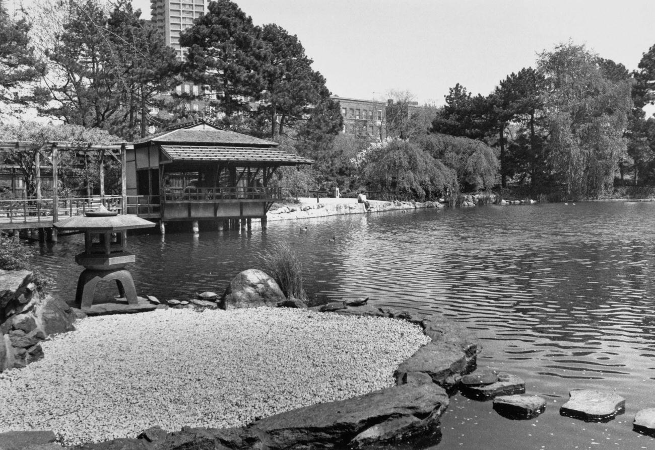 Visitor Admires Japanese Hill-And-Pond Garden At Brooklyn Botanic Garden, 1984
