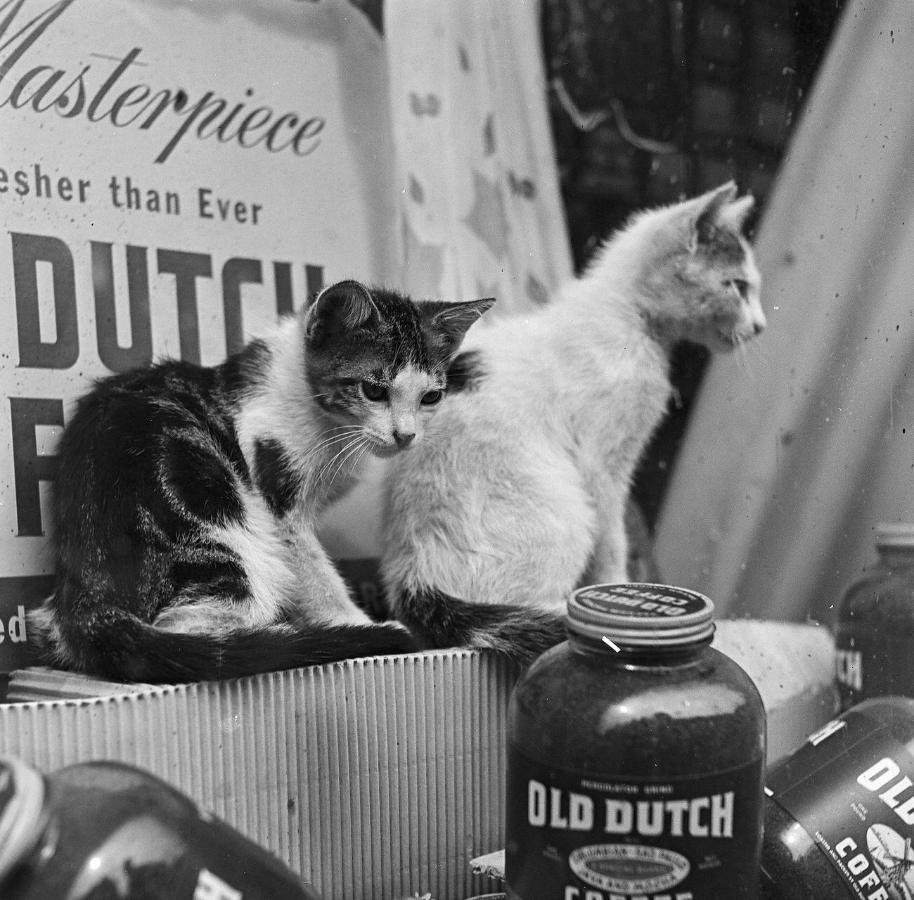 Two Cats Perched In A Storefront Window, 1945