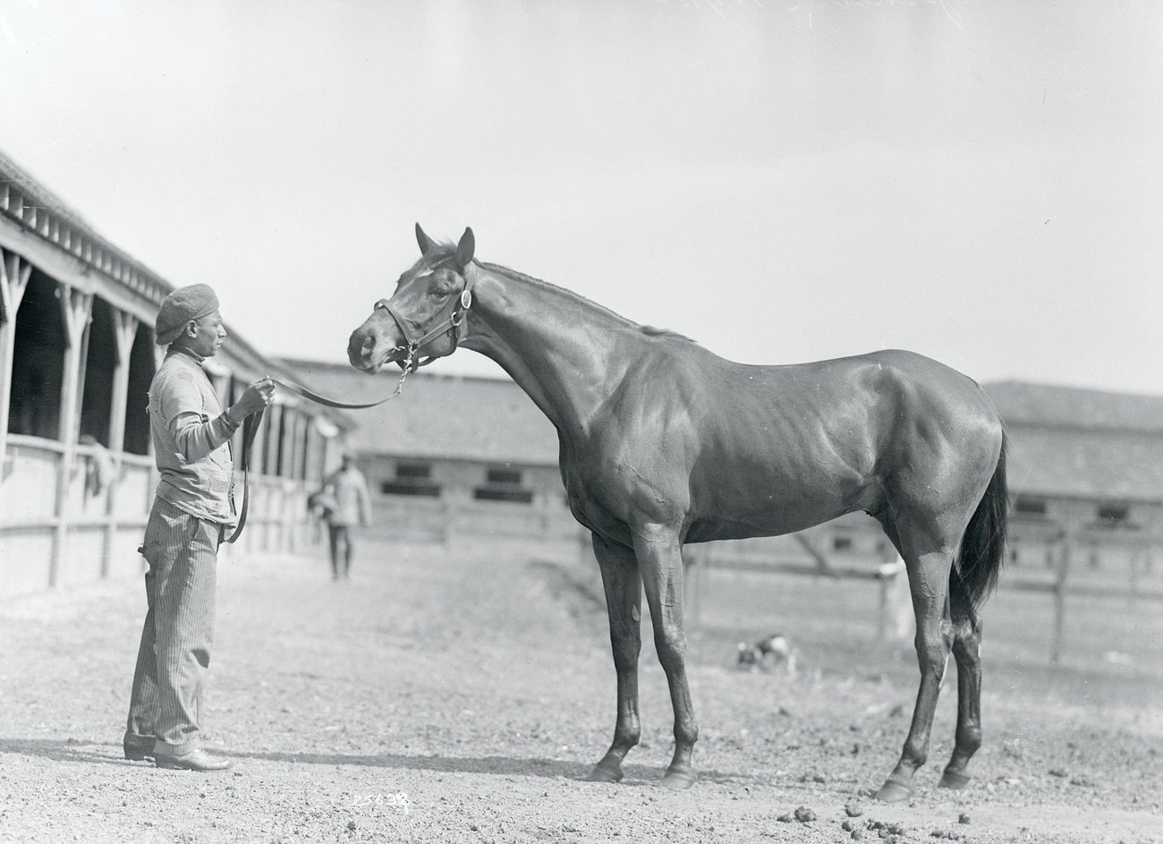 Racehorse Posing With Stable Worker, &Amp;Quot;Sharpshooter,&Amp;Quot; March 24, 1915.