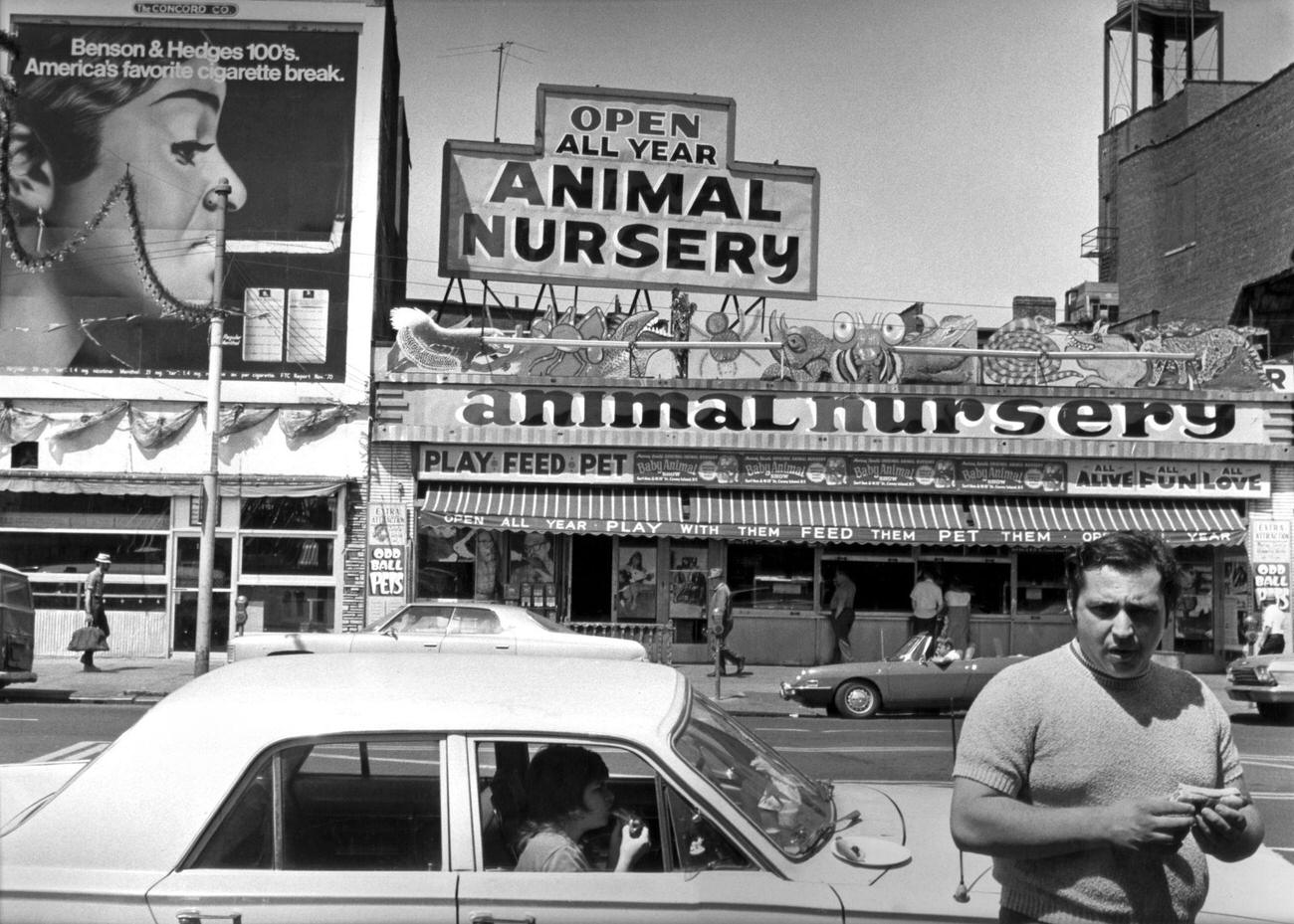 Man Eating Hot Dog In Front Of Parked Car, Coney Island, 1973