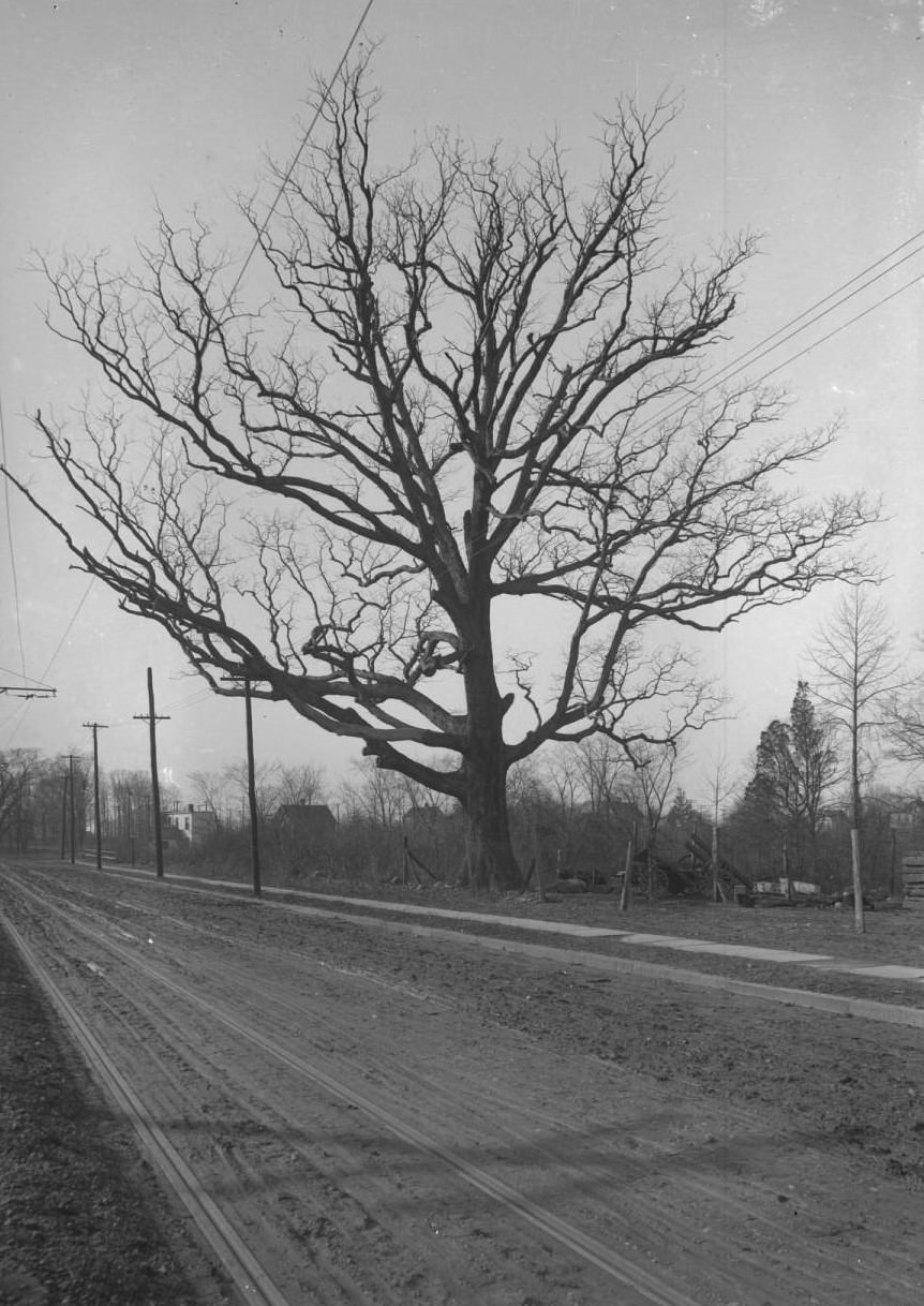 The Spy Oak Near Middletown Road And Pelham Bay, Bronx, 1890S