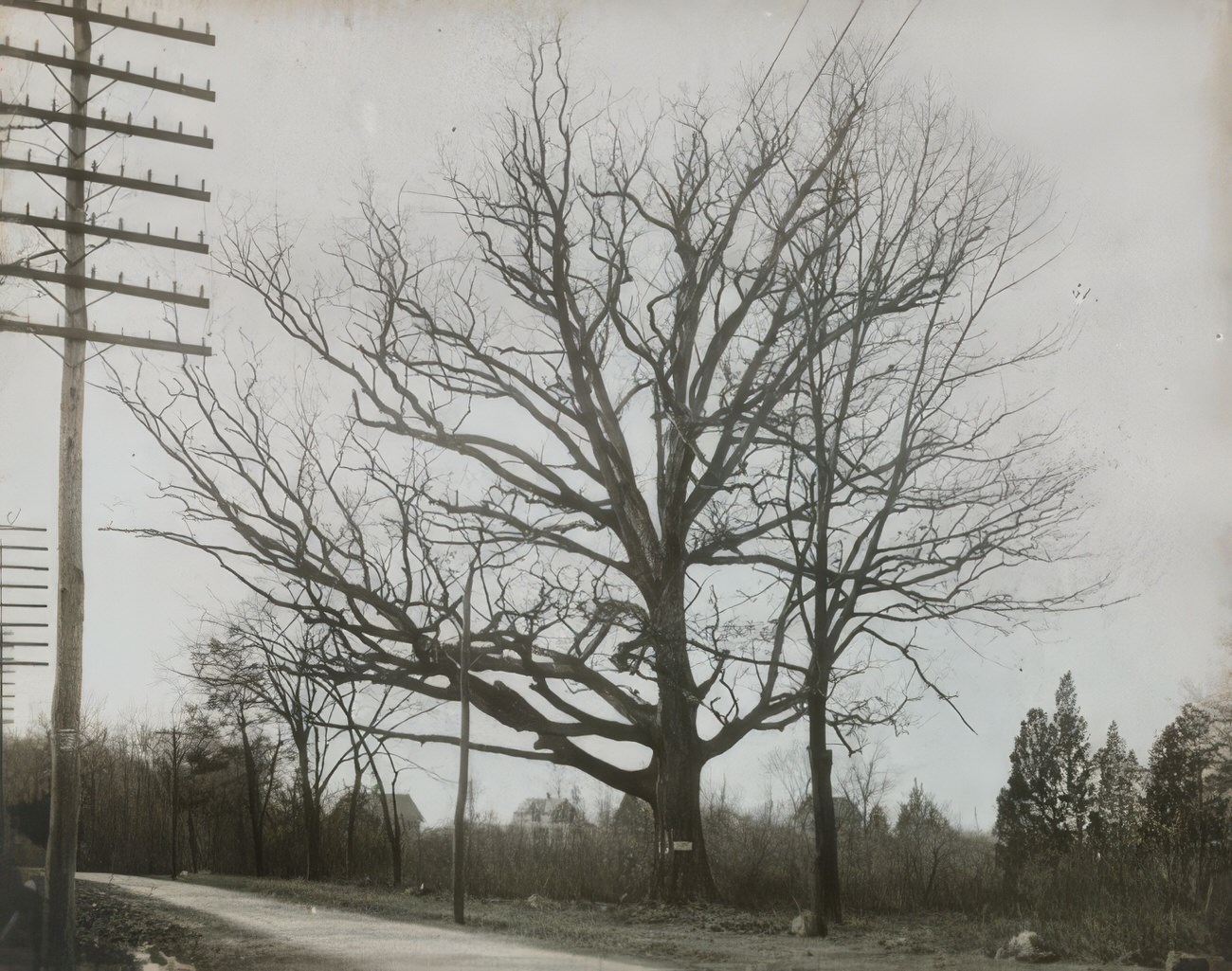 Spy Oak, Circa 1920.