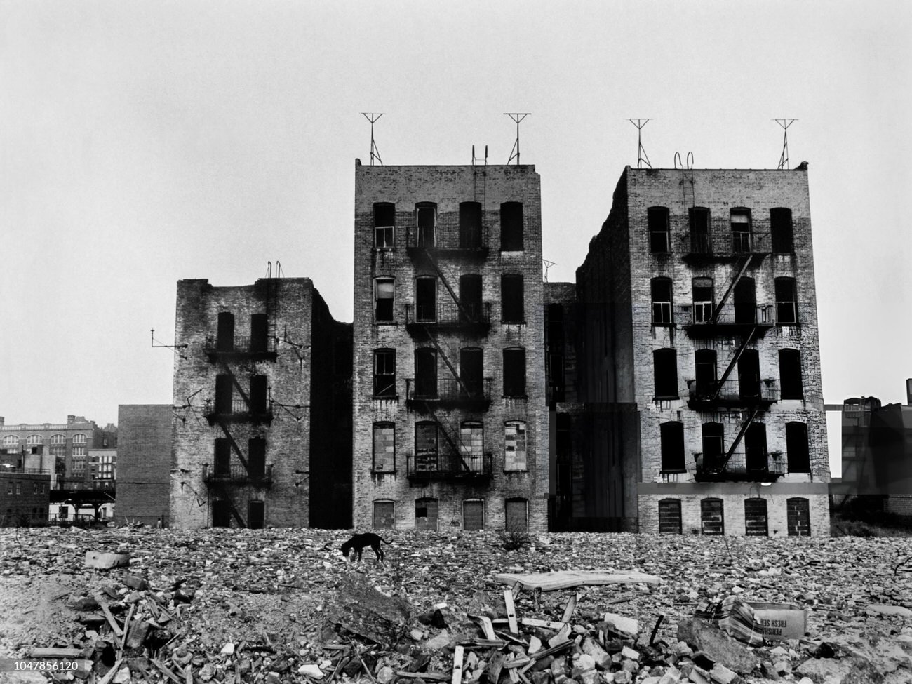 Abandoned Apartment Buildings Amid Rubble With A Stray Dog In The South Bronx Are Shown, 1977.