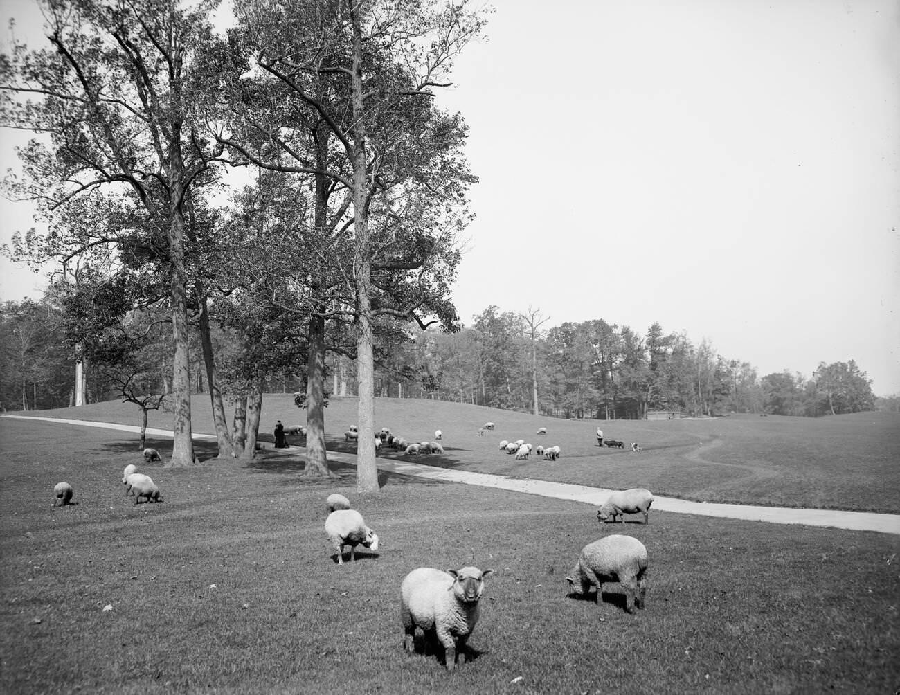 Sheep In Prospect Park, Brooklyn, 1900-1905