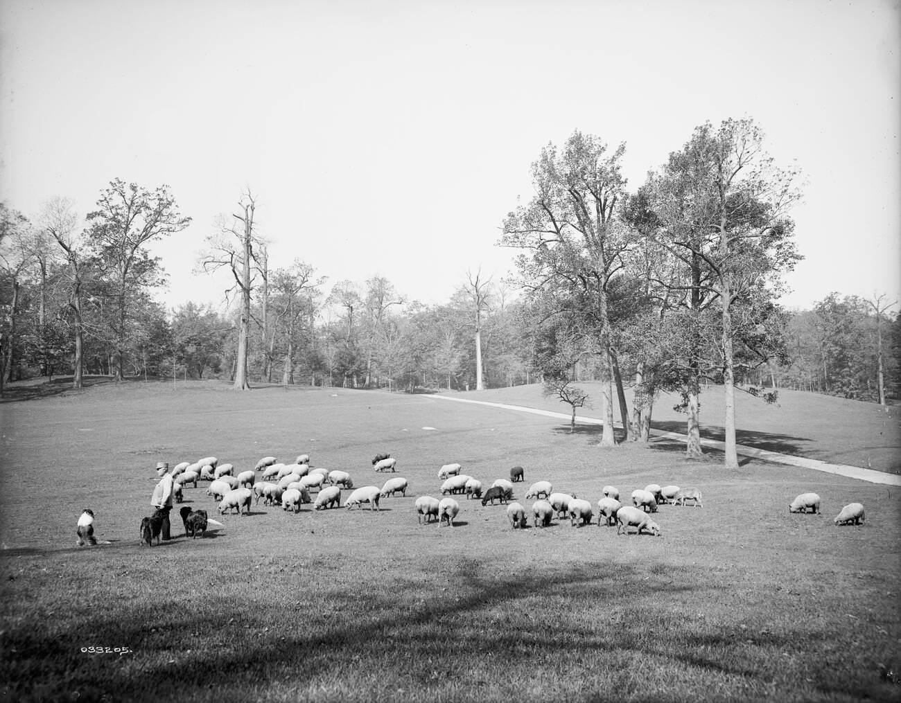 Sheep In Prospect Park, Brooklyn, 1902