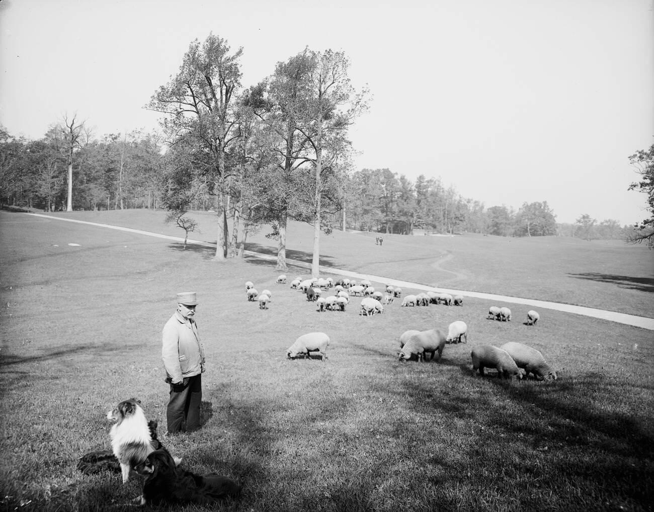 Sheep In Prospect Park, Brooklyn, 1902